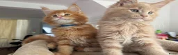 Maine Coon cats for sale: TICA Reg Maine Coon Kittens Ginger Red Cream - Advert 5