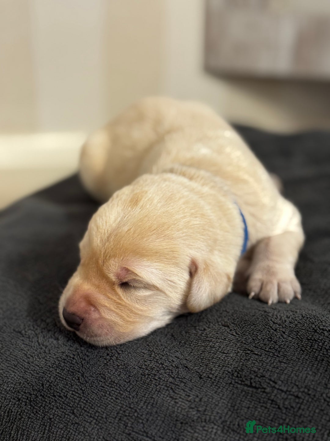 Labrador Retriever dogs for sale: Stunning, White/Yellow KC Registered Labrador Pups - Image 12