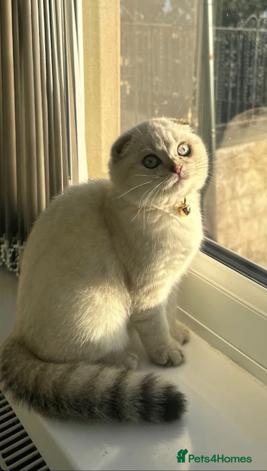 Scottish Fold cats Dior & Bear - Advert 14