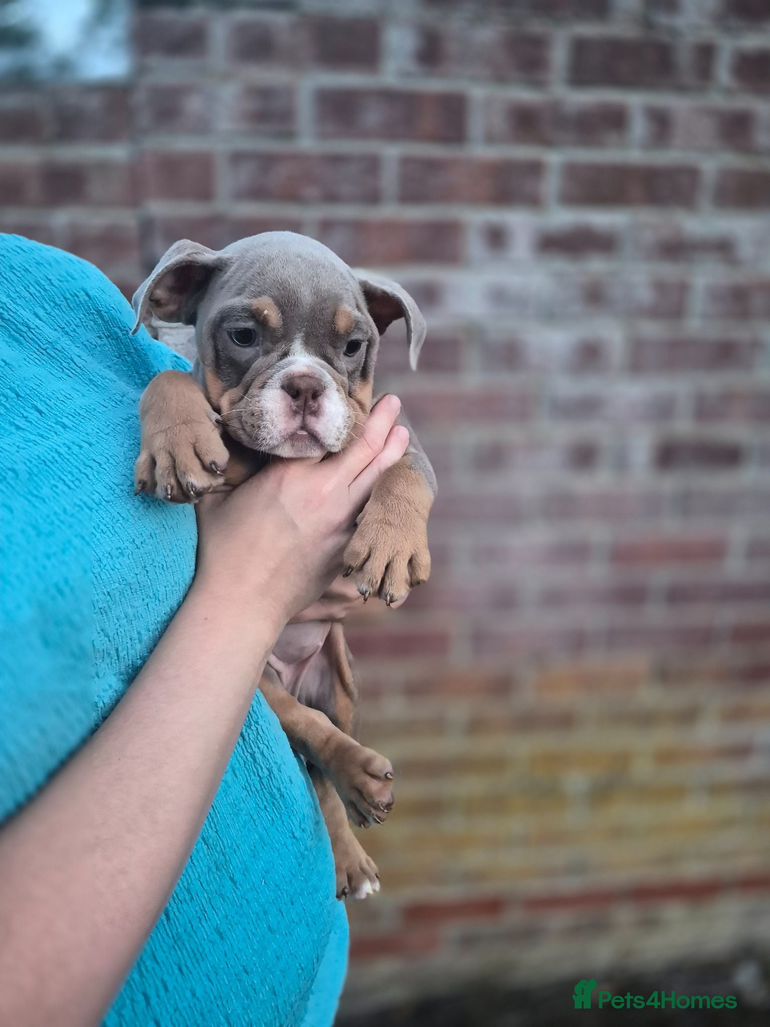 English Bulldog dogs Fully Vaccinated Ready To leave English Bulldog - Advert 1