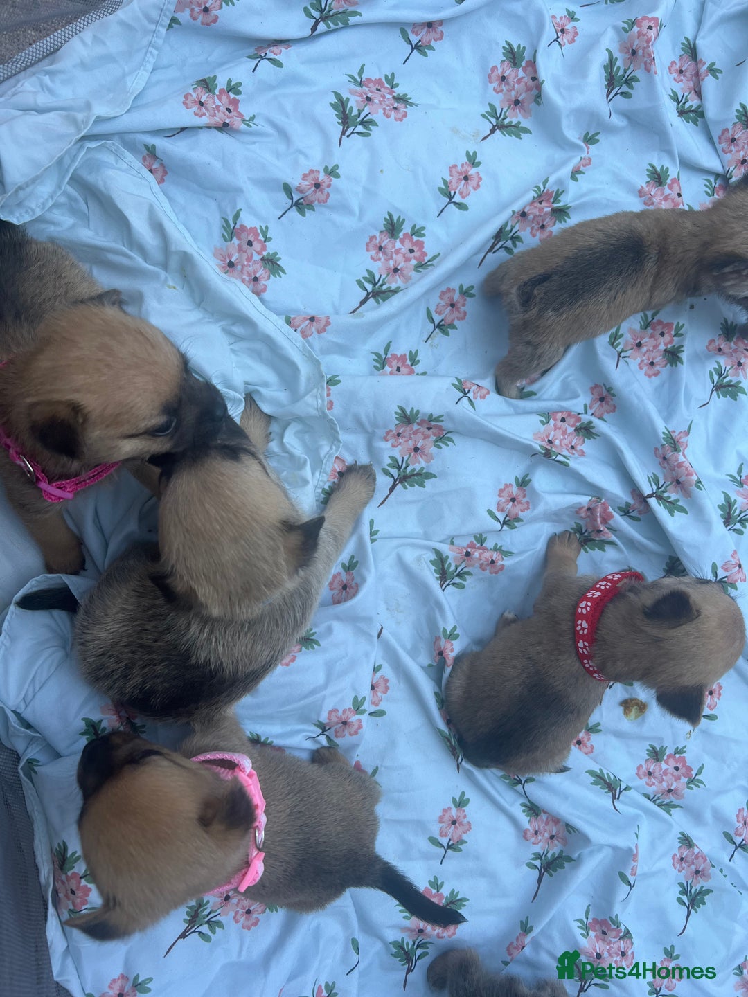 Mixed Breed dogs for sale: Pomeranian x jack russel puppies  - Image 2