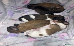 Shihpoo dogs for sale: Imperial Toy shihpoo puppies  - Image 3