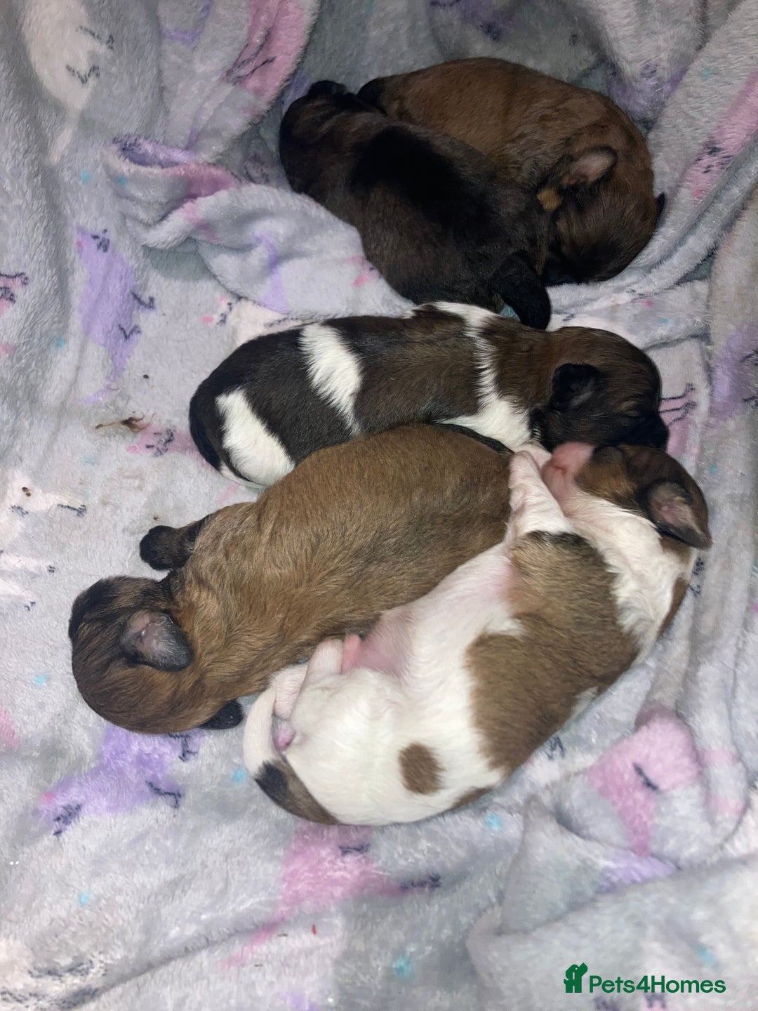 Shihpoo dogs for sale: Imperial Toy shihpoo puppies  - Image 3