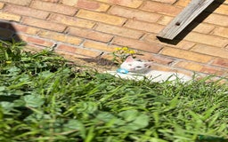 Domestic Shorthair cats for sale: Brother and sister twin kittens  - Image 6