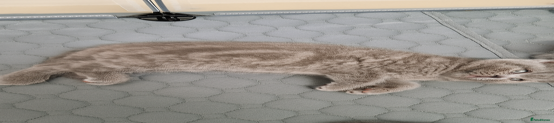 British Shorthair Kitten purple collar 