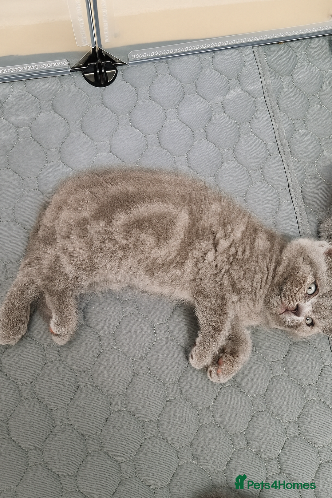 British Shorthair cats for sale: Chunky bsh kittens ready to leave now ❤️  - Image 5