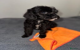 Sheepadoodle dogs for sale: Micro-mini Sheepadoodle reduced !!!!! - Image 19