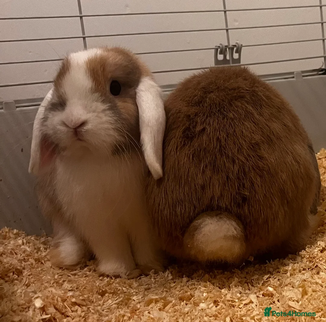Mini Lop rabbits for sale: 5 ⭐️ homes wanted in Hamilton - Advert 2