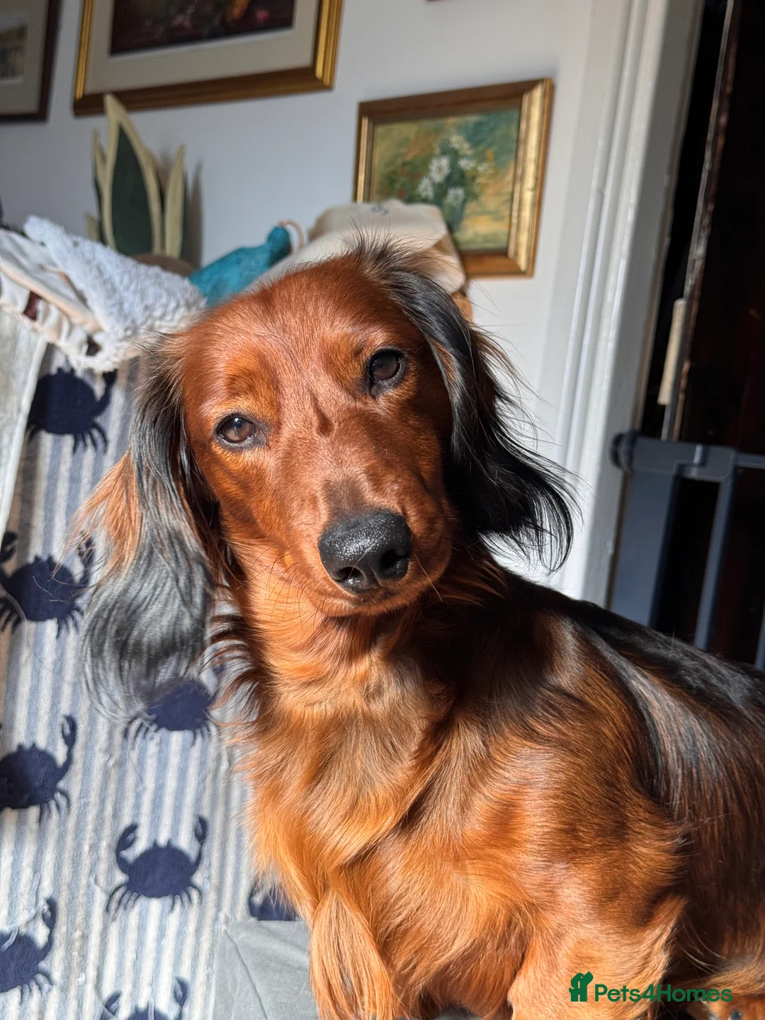 Dachshund dogs for sale: Charlie the Dachshund  - Advert 12