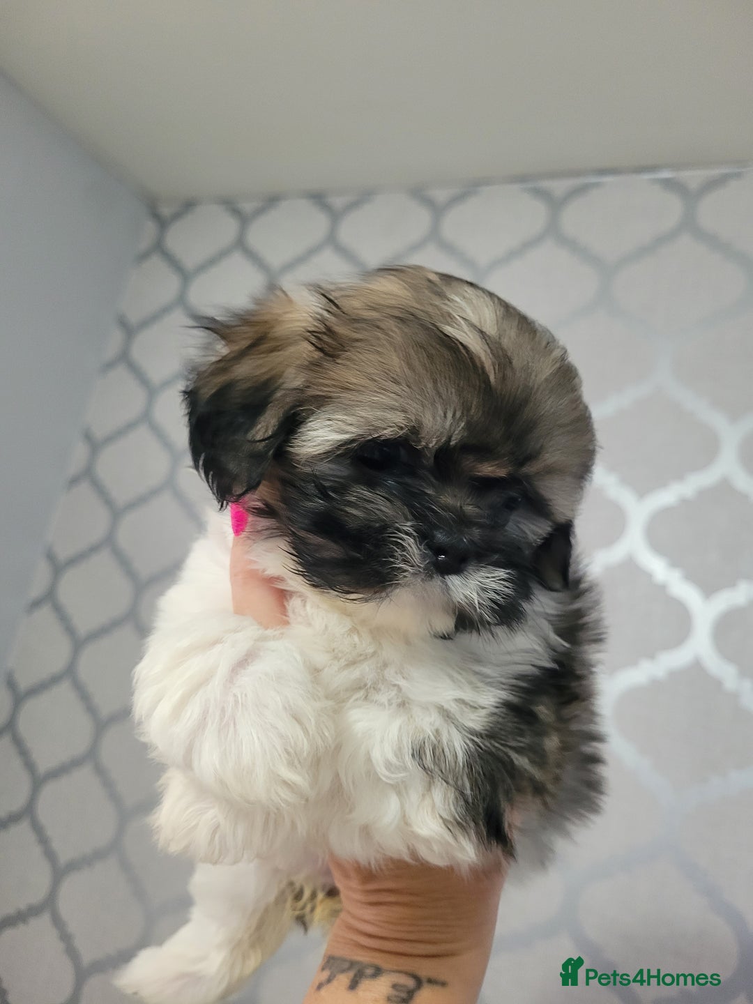 Shih Tzu dogs for sale: SHIH TZU PUPPIES - Image 3