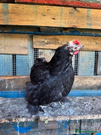 Chickens poultry in London - Advert 2