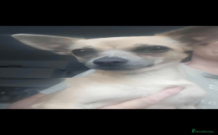 Chihuahua dogs - Advert 5