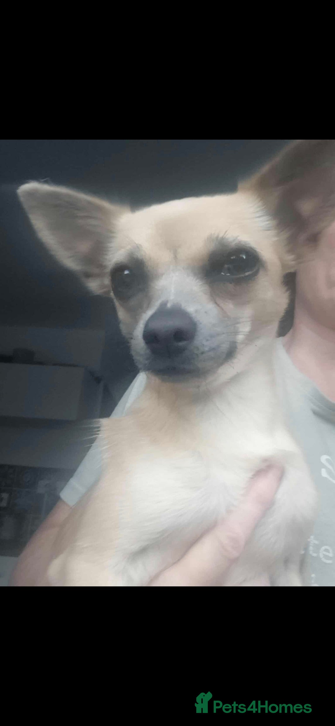Chihuahua dogs for sale: Golden chihuahua  - Image 1