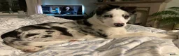 Border Collie dogs for sale: Luna – 6-year-old Blue Merle Border collie  - Advert 8