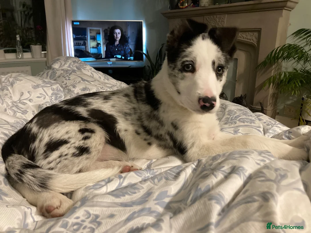 Border Collie dogs for sale: Luna – 6-year-old Blue Merle Border collie  - Advert 8