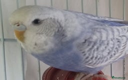 Budgerigars birds for sale: Budgies - babies, adults & breeding pairs - Image 1