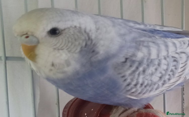 Budgerigars birds - Advert 3