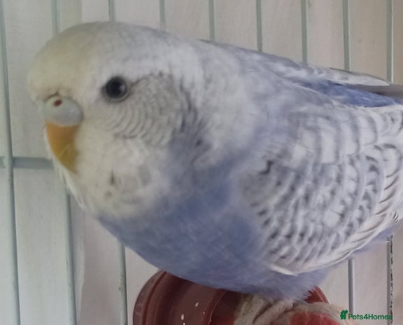 Budgerigars birds - Advert 1