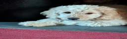 Labradoodle dogs for stud: Beautiful labradoodle for stud - Advert 2