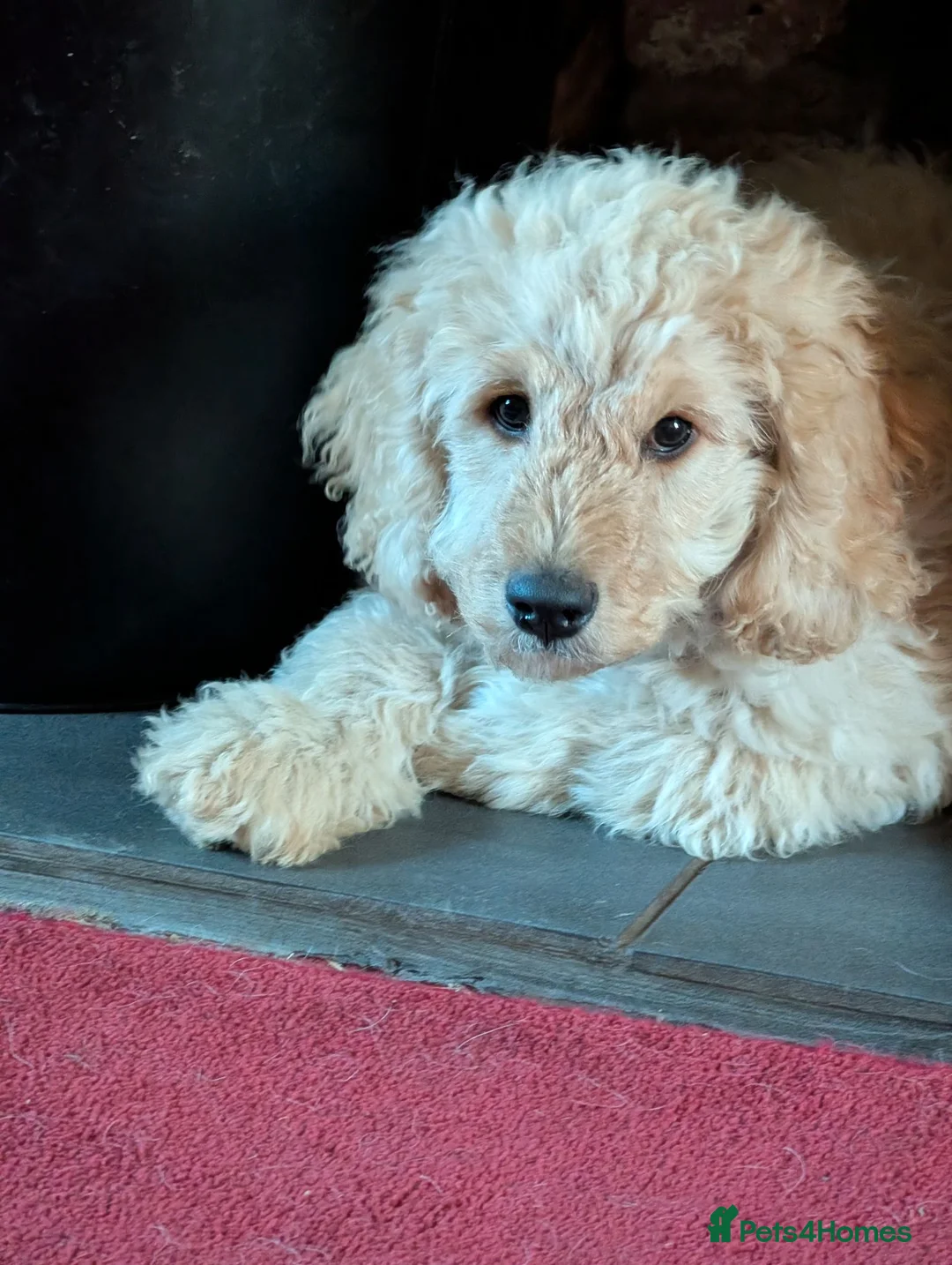 Labradoodle dogs for stud: Beautiful labradoodle for stud - Advert 2
