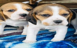 Beagle dogs for sale: Pure bred beagle puppies - Image 2
