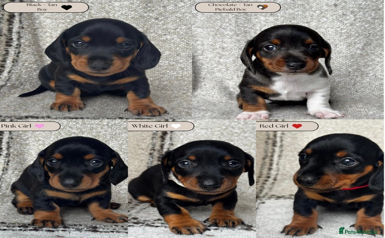 Miniature Dachshund dogs - Advert 2