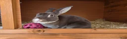 Rex rabbits for sale: Chocolate otter vm Doe - Advert 4