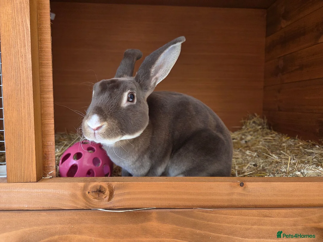 Rex rabbits for sale: Chocolate otter vm Doe - Advert 4