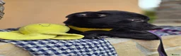 Mixed Breed dogs for adoption: ❤️🐶 INDY – DELICATE LIKE CRYSTAL, FULL OF LOVE in Burton-on-Trent - Advert 17