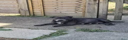 Staffordshire Bull Terrier dogs for sale: Beautiful Litter of 6 Puppies – 3 Boys & 3 Girls - Advert 3