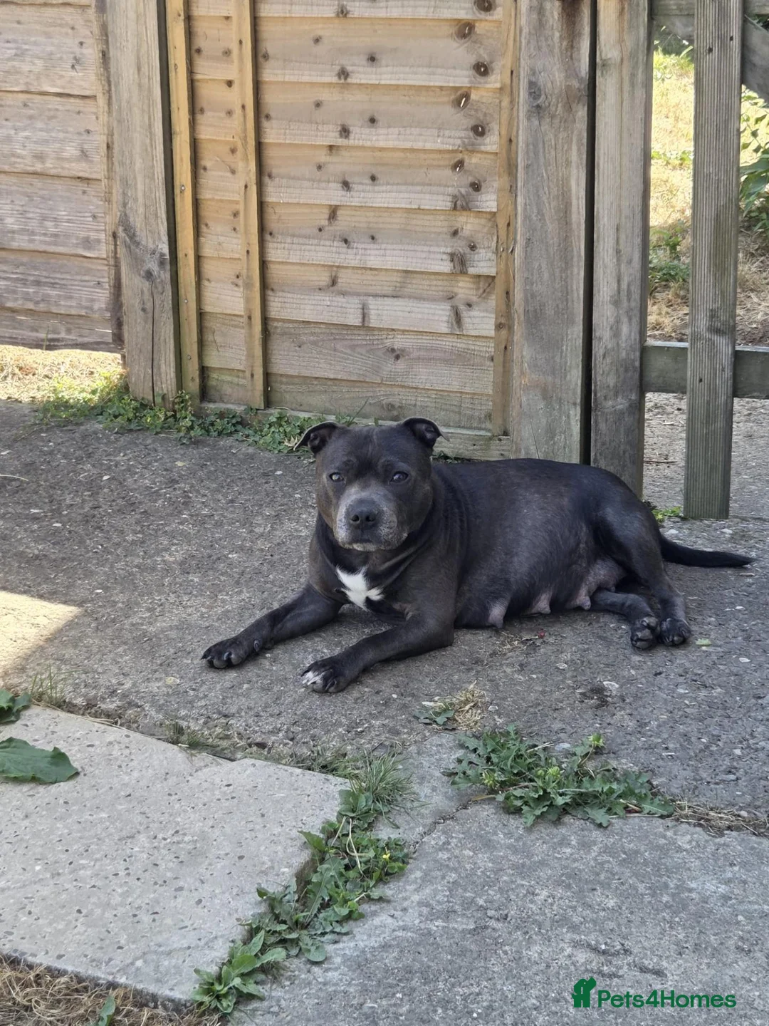 Staffordshire Bull Terrier dogs for sale: Beautiful Litter of 6 Puppies – 3 Boys & 3 Girls - Advert 3