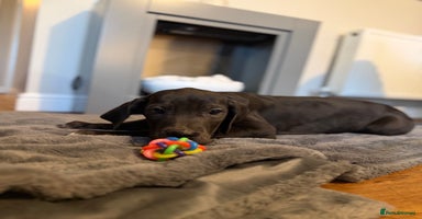 Great Dane dogs - Advert 16