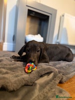 Great Dane dogs - Advert 6