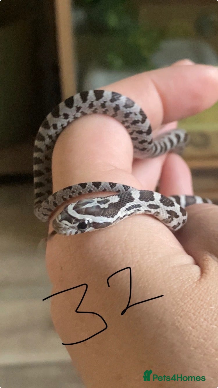 Corn Snake reptiles Baby Corn Snakes 🐍 Available Soon - Advert 2