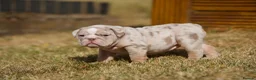 English Bulldog dogs for sale: Winnie’s amazing litter of 6 beautiful babies - Advert 19