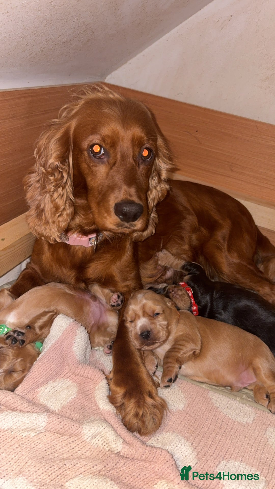 Cocker Spaniel dogs for sale: Show type cocker spaniel pups - Advert 26
