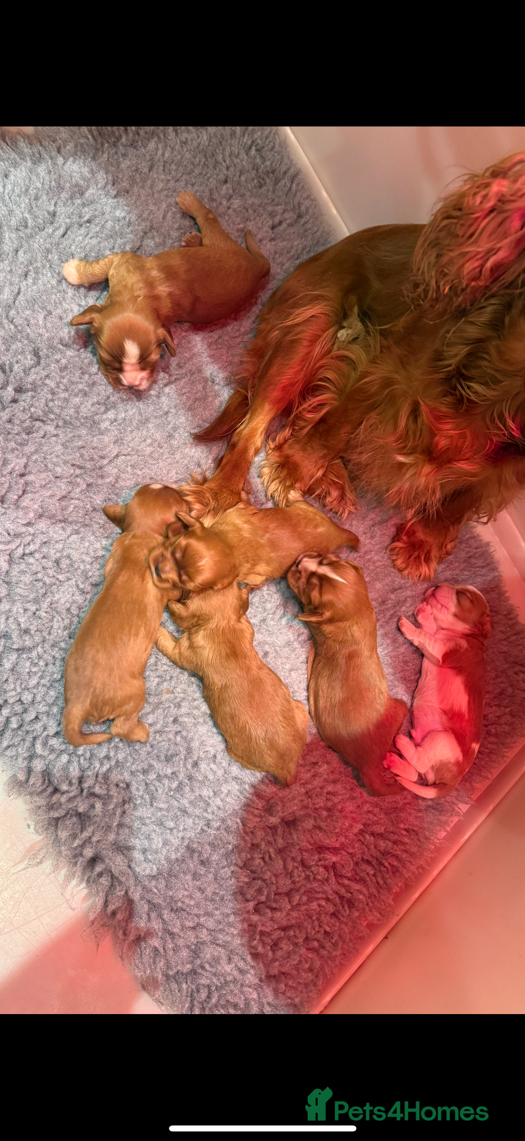 Cavalier King Charles Spaniel dogs for sale: Kc dna clear cavalier puppies available  - Advert 20