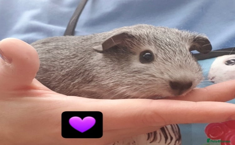 Guinea Pig rodents in Saint Helens - Advert 2