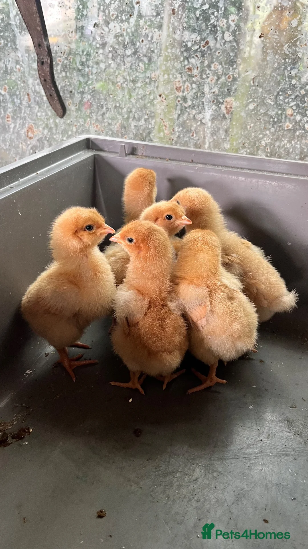 Chickens poultry for sale: Chicken hatching eggs  - Advert 12