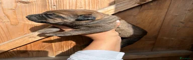 Mixed Breed 1