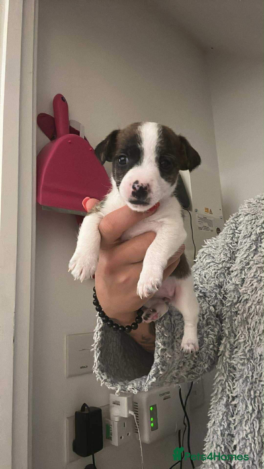 Jack Russell dogs for sale: Beautiful jack russle puppies - Image 2