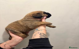 Mixed Breed dogs for sale: Puppies  - Image 13