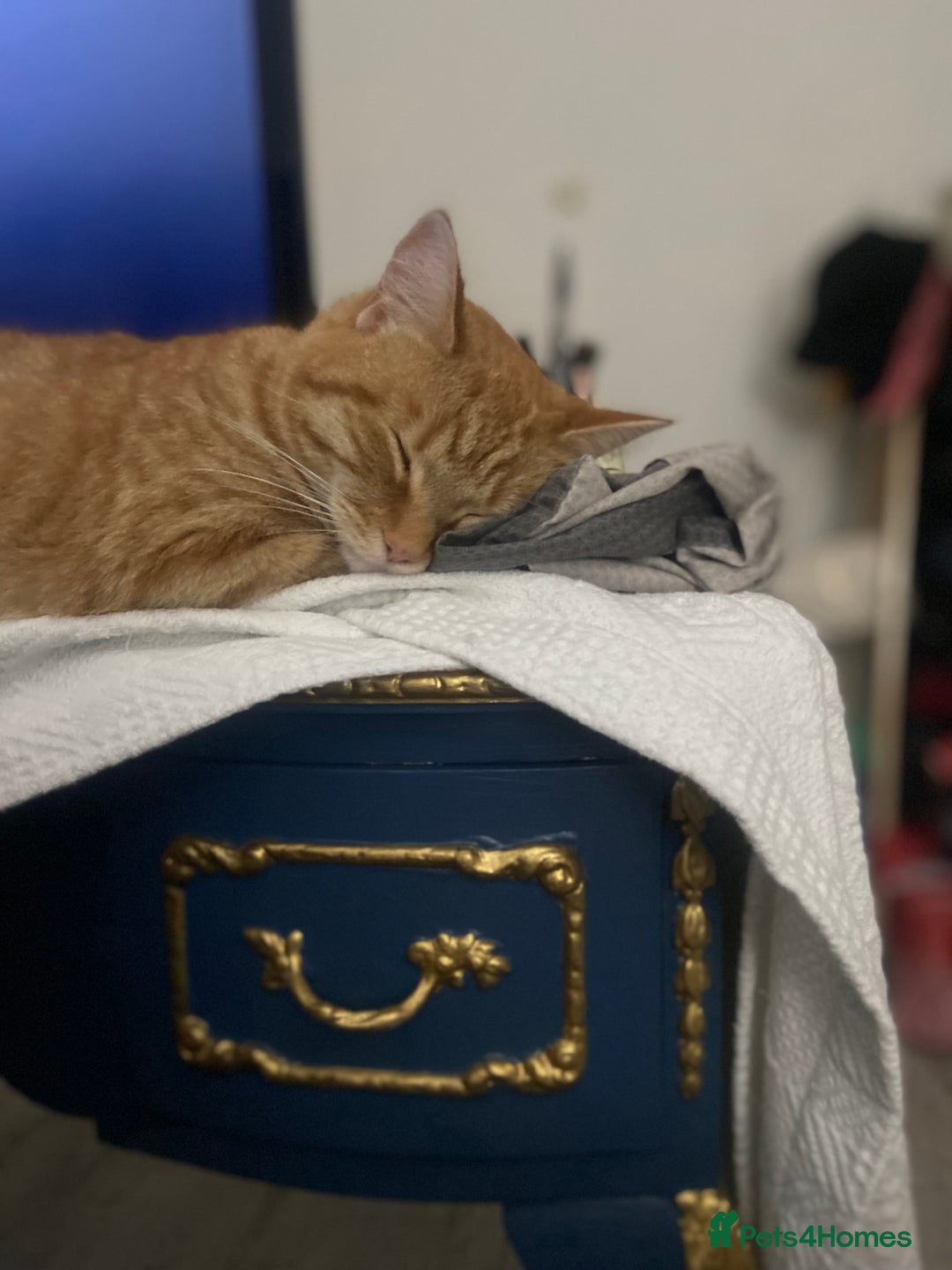 Mixed Breed cats for sale: Female Ginger 4years old  - Advert 5