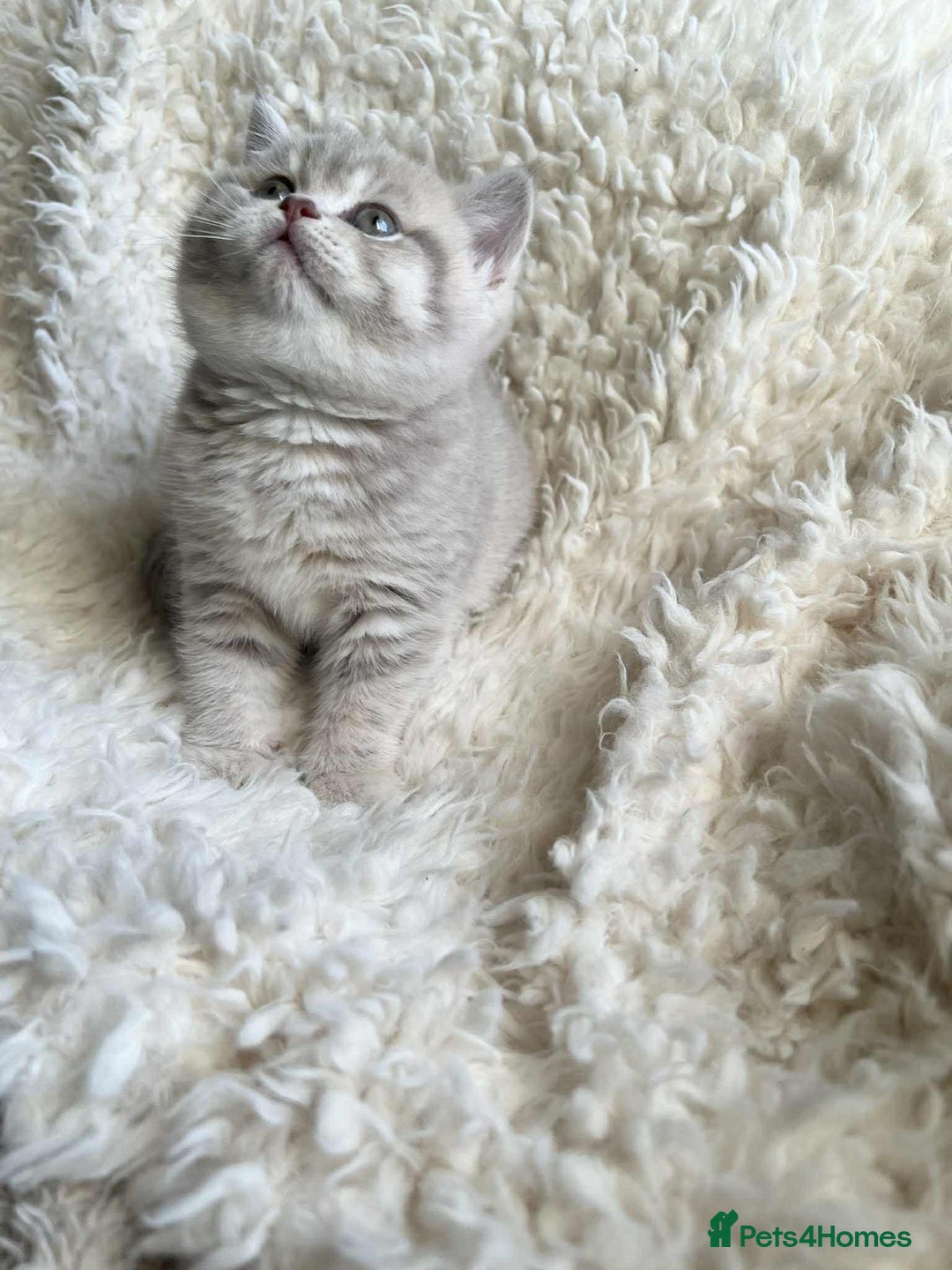 British Shorthair cats for sale: BSH kittens for sale  - Advert 9