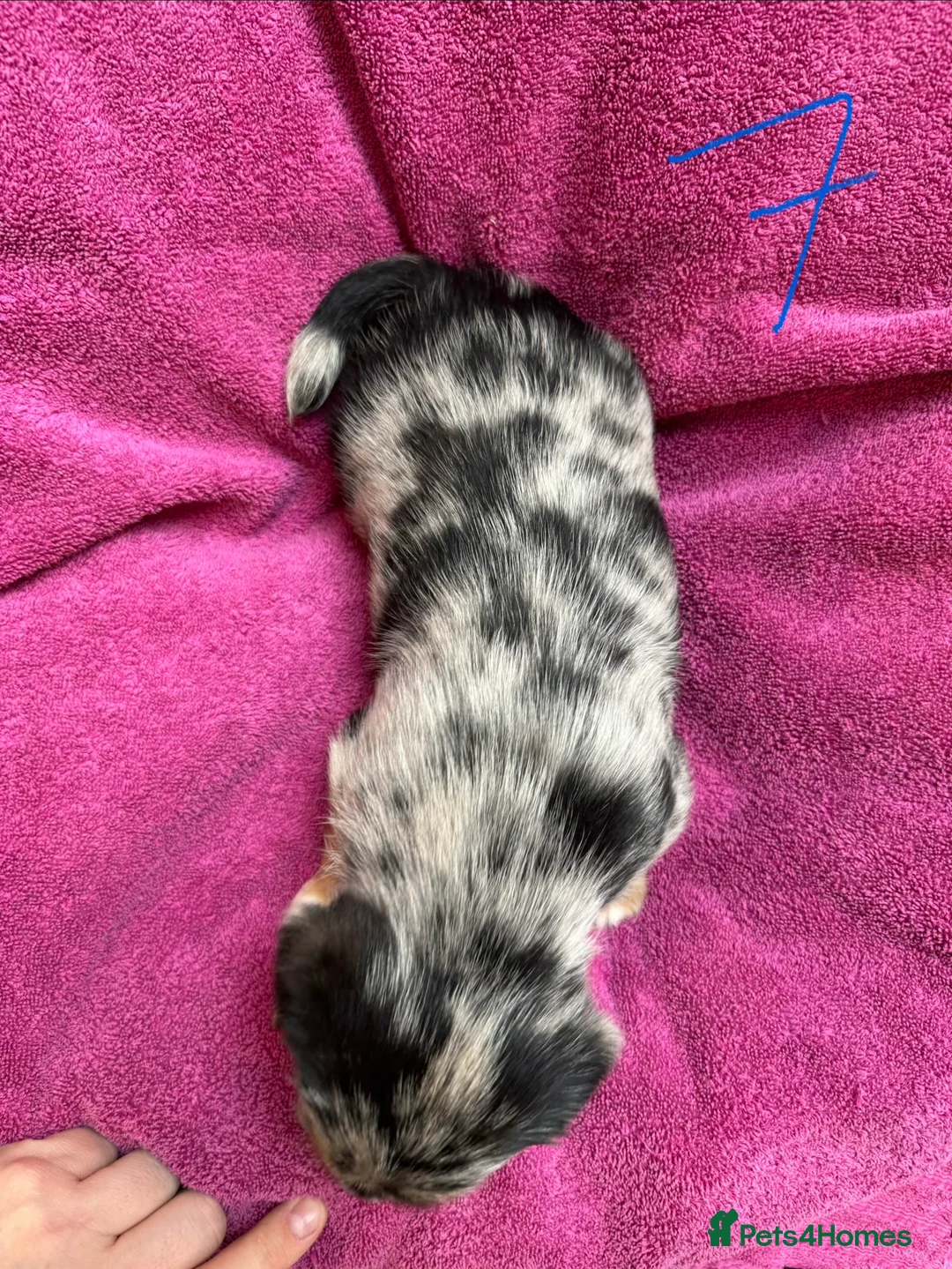 Chorkie dogs for sale: Chorkie Merle puppies ready from 5th March  - Advert 15