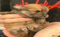 Pomchi dogs for sale:  **  Beautiful Pomchi loved & socialised  - Image 11