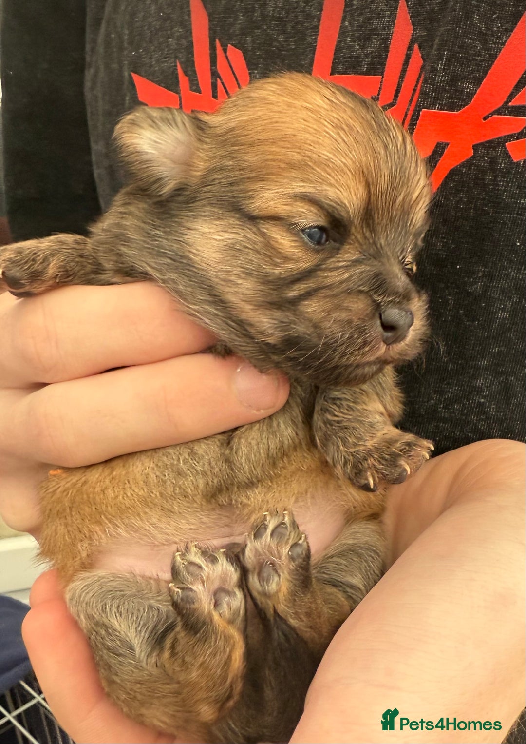 Pomchi dogs for sale:  **  Beautiful Pomchi loved & socialised  - Image 11