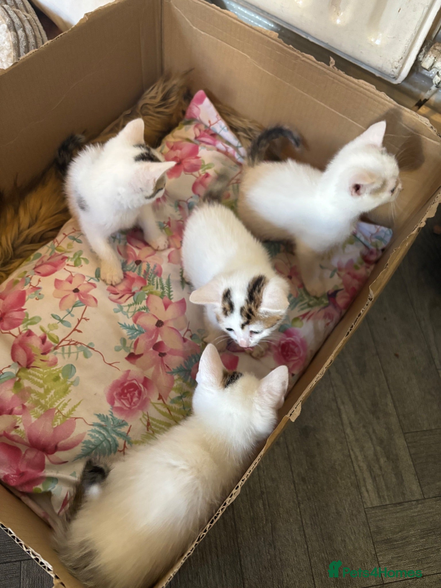 Domestic Shorthair cats 4 beautiful domestic shorthair kittens for sale  - Advert 1