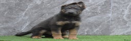 German Shepherd dogs for sale: KC Registered GSD Litter – 1 Male Available - Advert 7