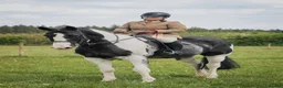 Irish Draught horses for sale: Id X maxi cob type Family friendly mare available  - Advert 4